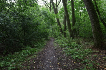 Fototapeta na wymiar Path in the summer rainy forest
