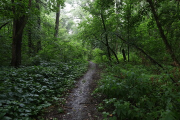 Path in the summer rainy forest