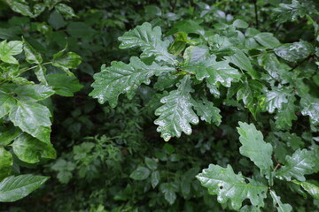 English oak leaves in the rainy forest 
