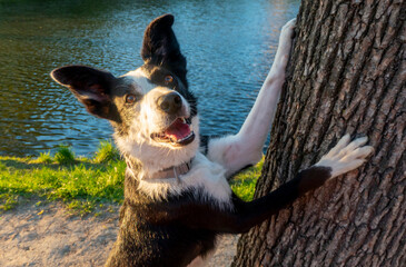 the dog is hiding behind a tree. Border Collie the lake shore in summer. a dog looks out from behind a tree