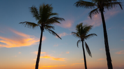 Silhouette of coconut palm trees at dusk.