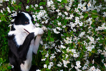 A happy dog in flowers. The pet is smiling.