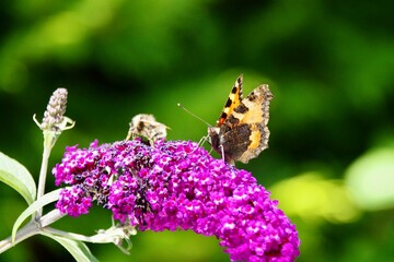 Schmetterling