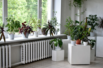 Various ornamental plants and flowers in white pots indoors