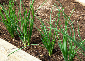 Young green onions grow in the garden. The concept of growing your own vegetables and eating healthy.