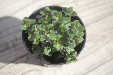 Bluszczyk kurdybanek Glechoma hederacea