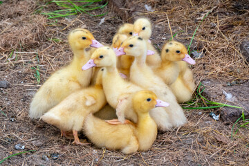 Duck broiler on a home farm