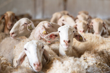 Flock of sheep in stable. High quality photography