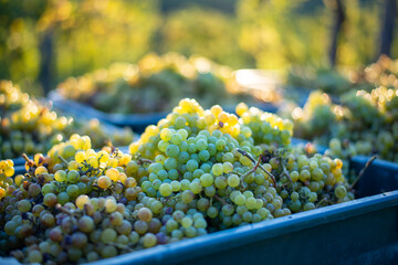 Green vine grapes. Grapes for making wine in the harvesting crate. - obrazy, fototapety, plakaty