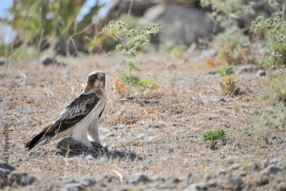 Wall mural Hieraaetus pennatus - The booted eagle is a species of accipitriform bird in the Accipitridae family