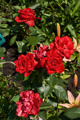 Fototapeta na wymiar Beautiful red roses in the garden after the rain. Summer.