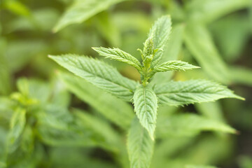 A sprout of fresh mint growing in the garden.