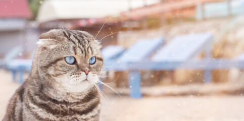 Tabby cat at the resort. Pet portrait.