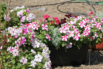 Striped pink and white flowers of Petunia Grandiflora plant in garden