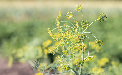 Background with dill umbel close-up. garden plant. Fragrant dill on a bed in the garden. Growing dill. Dill in the garden. Umbrella aromatic Eurasian plant.