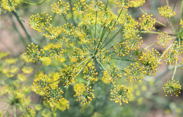 Background with dill umbel close-up. garden plant. Fragrant dill on a bed in the garden. Growing dill. Dill in the garden. Umbrella aromatic Eurasian plant.