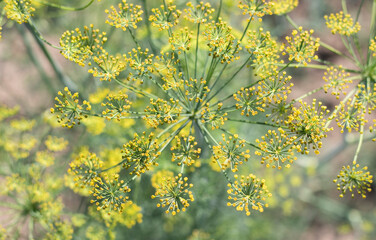Obraz premium Background with dill umbel close-up. garden plant. Fragrant dill on a bed in the garden. Growing dill. Dill in the garden. Umbrella aromatic Eurasian plant.