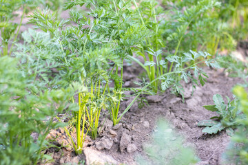 Carrots grow in the beds in the home garden on a summer day. Vegetable green garden. Carrots grow in the garden. Fresh organic product. Young green leaves of a growing carrot.