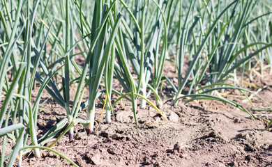 View of a field with ripening green onions. Onion field. Onion ripe plants growing in the field, close-up. Field onion ripening in spring. Agricultural landscape. Growing green onions in the garden.
