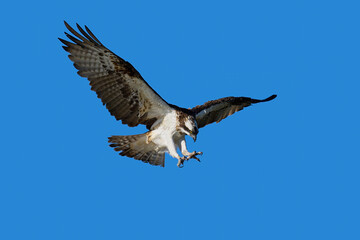 Obraz premium Osprey (Pandion haliaetus)