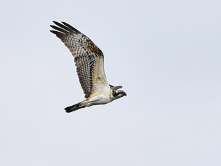 Osprey (Pandion haliaetus)
