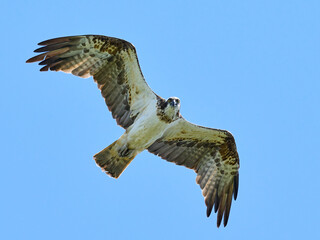 Osprey (Pandion haliaetus)