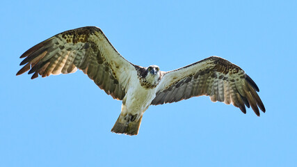 Osprey (Pandion haliaetus)