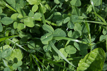 Dew in a clover meadow