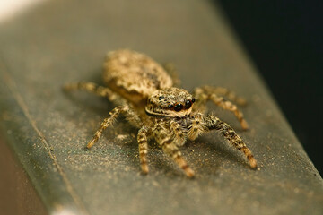 The Jumping spider Marpissa muscosa on a brick wall, selective focus