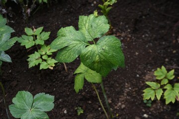 アシタバ栽培・家庭菜園