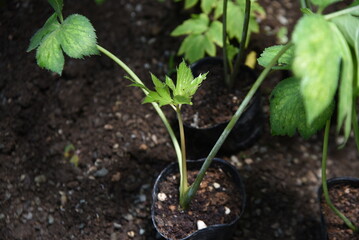 アシタバ栽培・家庭菜園