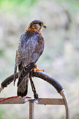 Falco columbarius or merlin is a species of falconiform bird in the Falconidae family
