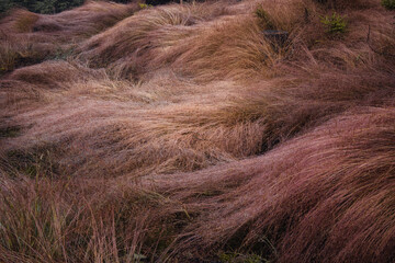 Colorful grass in misty forest. Czech Republic. 