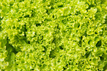Fototapeta na wymiar green background of fresh leafy lettuce vegetable
