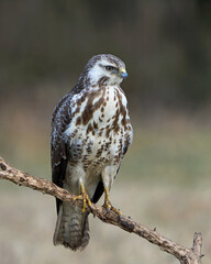 Common buzzard (Buteo buteo)