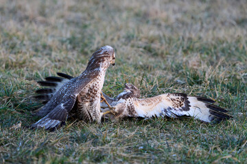 Common buzzard (Buteo buteo)