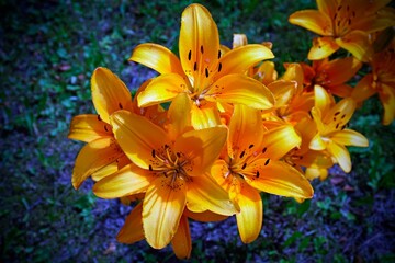 Obraz premium Flowers in the garden. Large orange lilies. Top down view