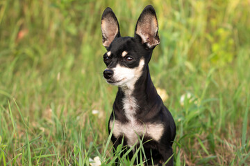 portrait of a chihuahua