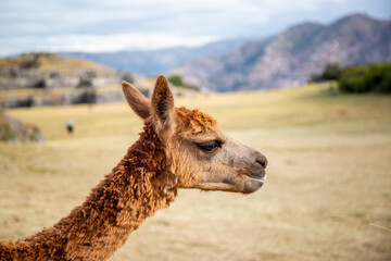 Obraz premium Alpaca grazing on pastures in the hills near Cusco, Peru