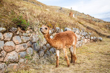 Alpaca grazing on pastures in the hills near Cusco, Peru