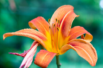 A lily flower on a softly blurred green background.