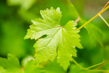 Young grape leaves. Backdrop