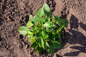 Green bush of red pepper, top view.