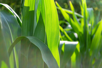 Green leaves of corn in the field illuminated by the sun.