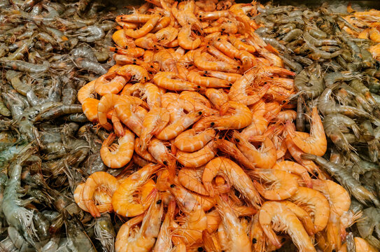 Shrimps on the showcase in the market . Pandalus Borealis, Parapenaeus longirostris