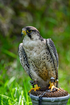 Falco biarmicus or borni falcon, barni or lanario is a species of falconiform bird in the Falconidae family