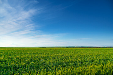 agricultural field with young green wheat sprouts, bright spring landscape on a sunny day, blue sky...