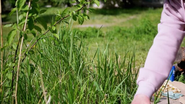 Female Hand Touches the Juicy Thick Green Grass on Nature in Rays of Sunlight. Enjoying nature in the forest with leftover pizza and a can of beer in the background. Hands stroke growing fresh grass.