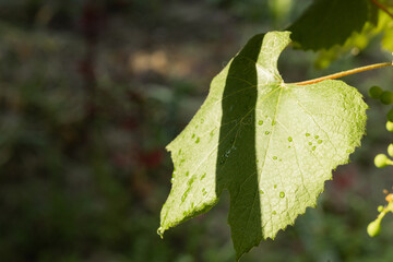 Fresh green grape leaves in the sunlight close up