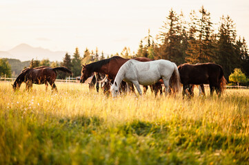 Brown horses standing in high grass in sunset light in forest backround. chestnut horse runs gallop...